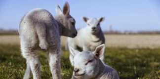 lambs
