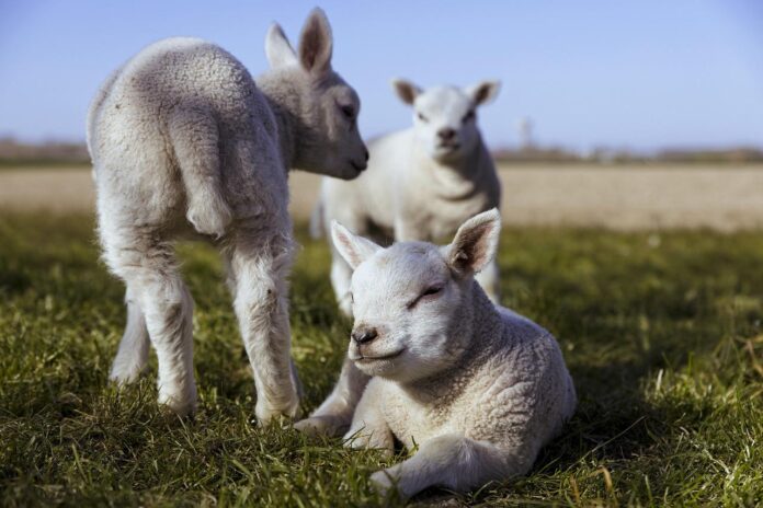lambs lambs
