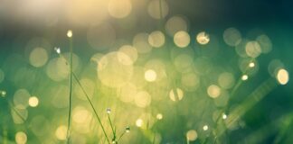 meadow