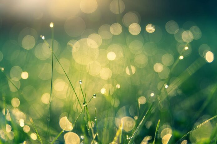 meadow meadow