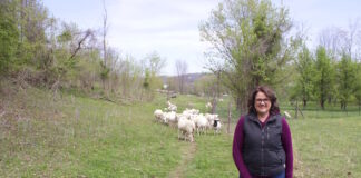 A woman standing in front of a flock of sheep