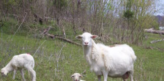 Melwood Farm