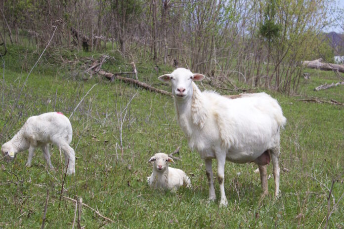 Melwood Farm Melwood Farm