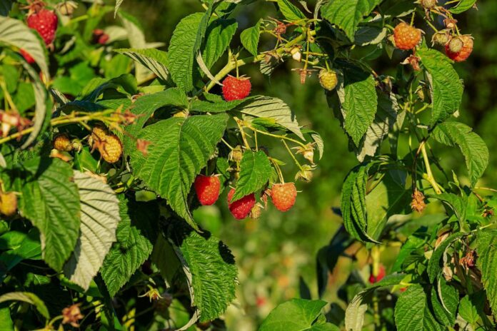 raspberry bush raspberry bush