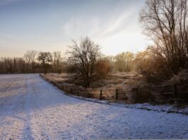 snow