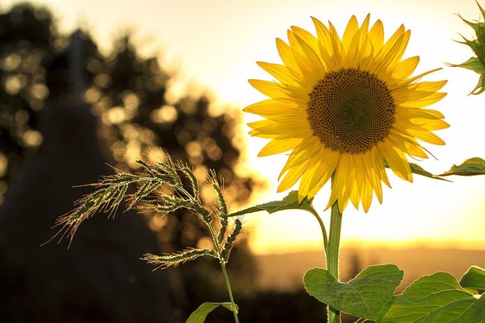 sunflower sunflower