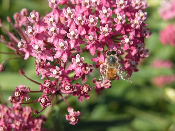 swamp milkweed swamp milkweed