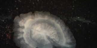 otolith