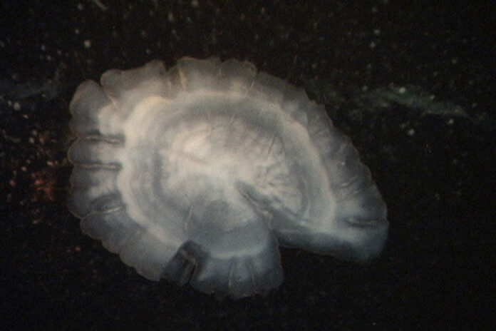 otolith otolith