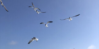 North Carolina's Outer Banks