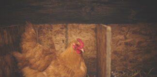 hen