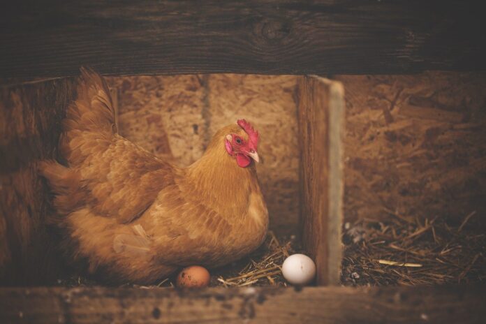 hen hen