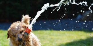 dog and hose
