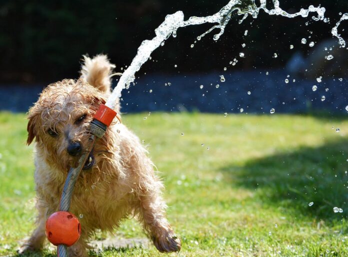 dog and hose dog and hose