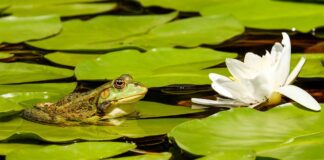 frog on lilies