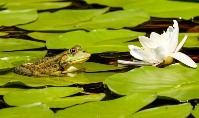 frog on lilies frog on lilies