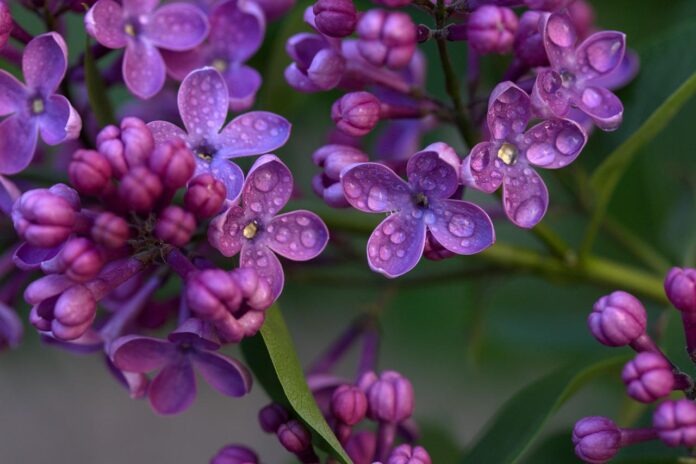 lilac lilac