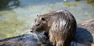 muskrat