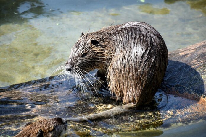 muskrat muskrat