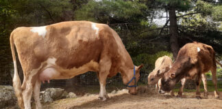 cows