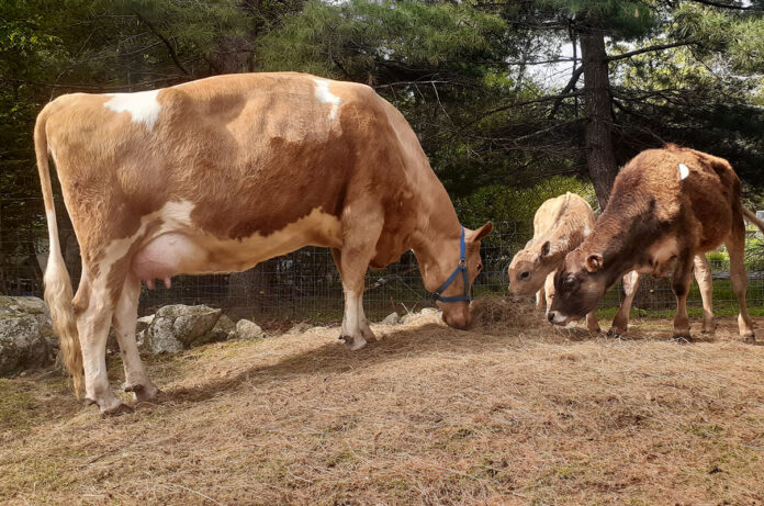tarma cows