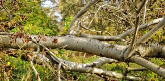 tree-trunks