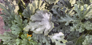 powdery mildew on zucchini