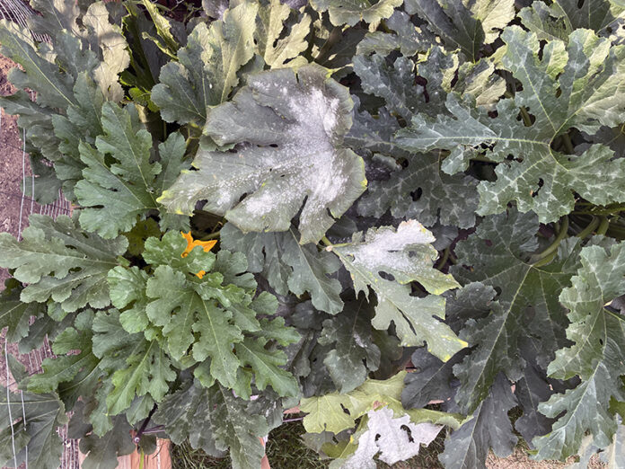 powdery mildew on zucchini powdery mildew on zucchini