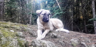 livestock guardian dog