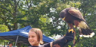 Sedosa the Harris's hawk