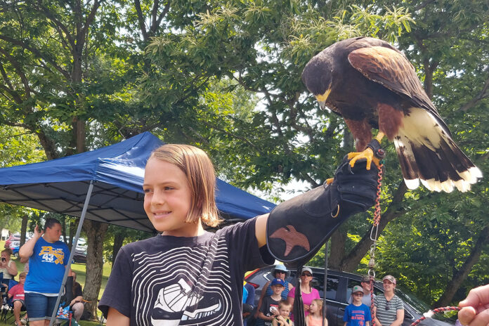 Sedosa the Harris's hawk Sedosa the Harris's hawk