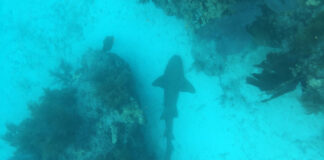 shark