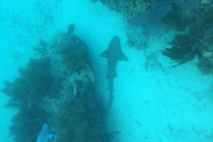 shark shark