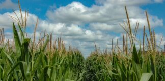 corn