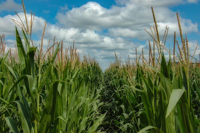 corn corn