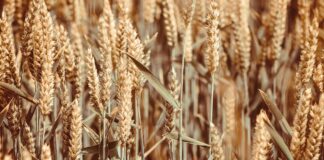 wheat