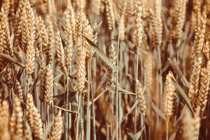 wheat wheat