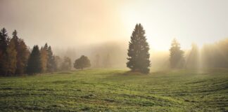 pasture