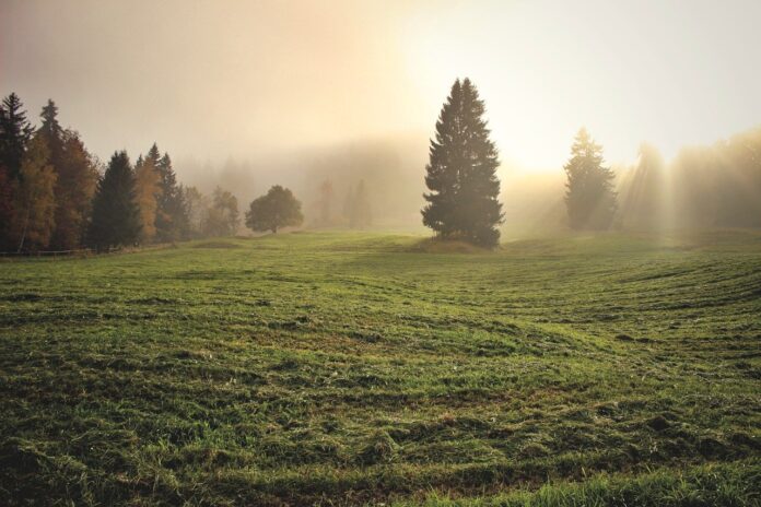 pasture pasture