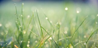 grass