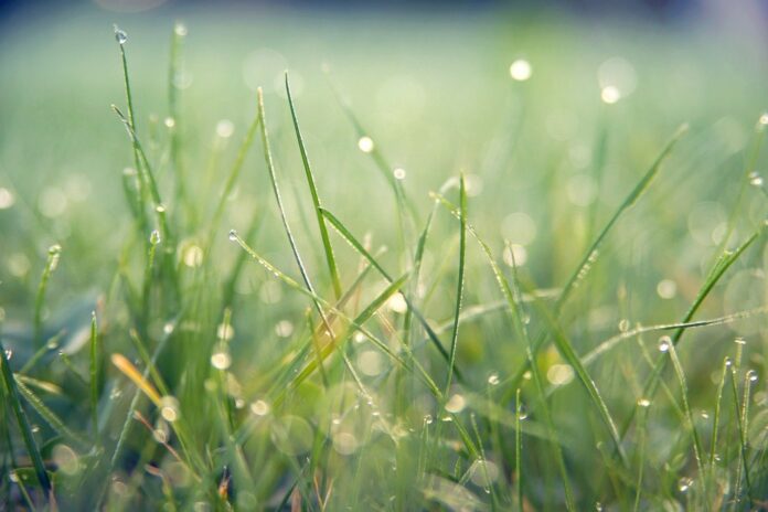 grass grass