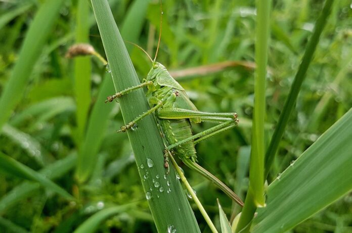grasshopper grasshopper