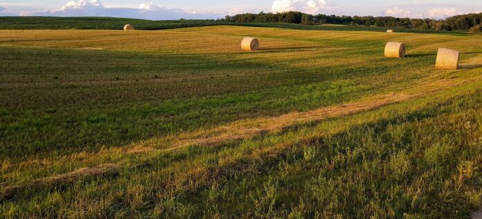 hay bales hay bales