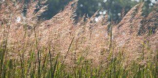 indiangrass