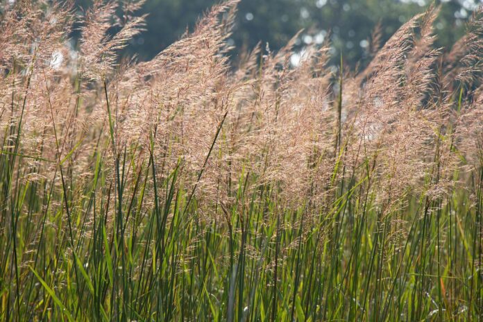 indiangrass indiangrass
