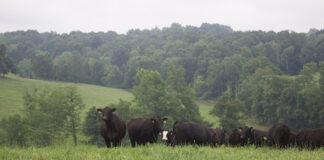 beef cattle in a field