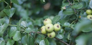 wild pear