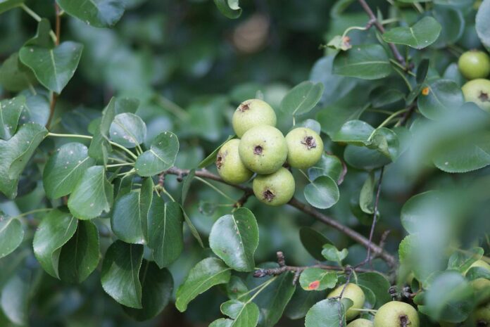 wild pear wild pear