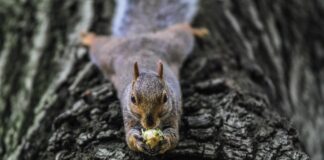 squirrel