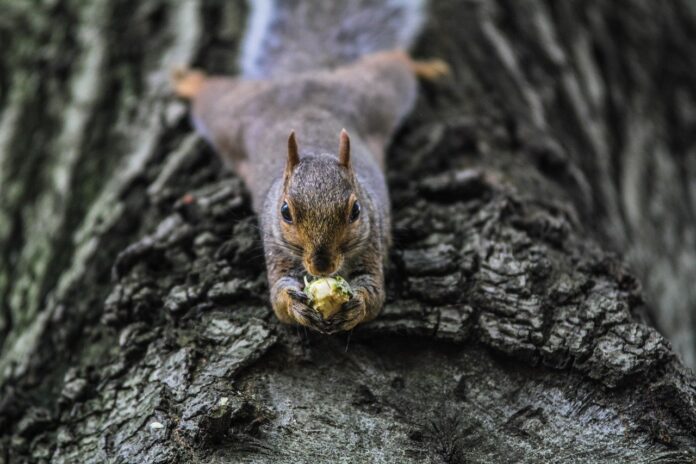 squirrel squirrel